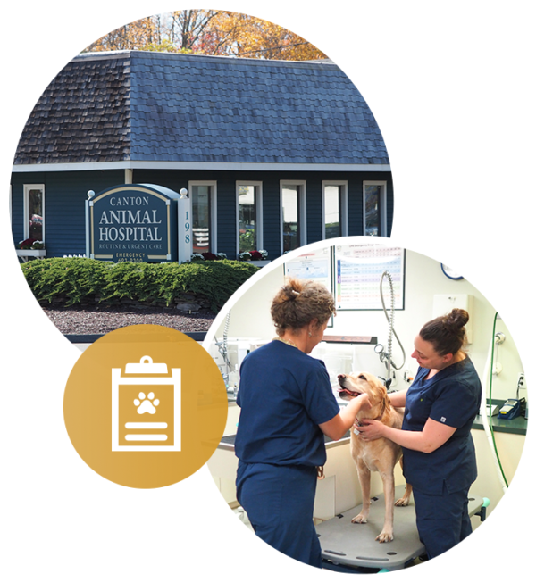 Canton Animal Hospital Animal Care With A Personal Touch